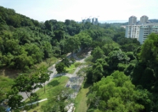 新加坡道路绿化图片
