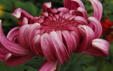 张牙舞爪的菊花图片